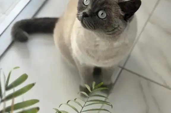 Потерянные животные Ялта, фото: Пропала кошка, ул. Коммунаров, 4, Ялта