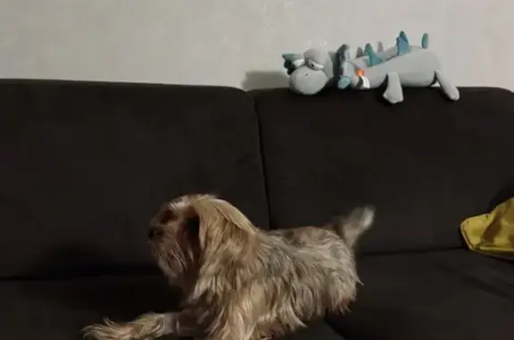 Найдена собака, Белгородская область, фото: Найдена собака, Белгород, район Крейды