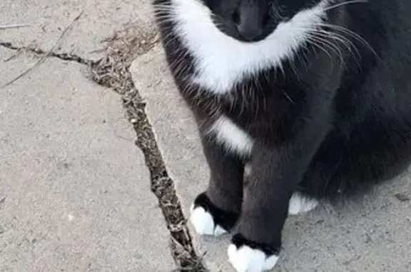 Пропала кошка, Вишнёвая ул., Надеждинское