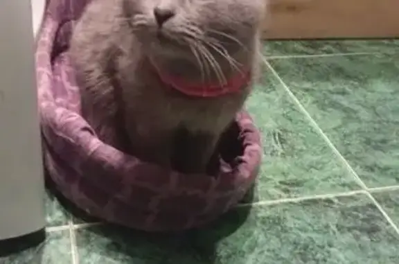 Найдена кошка, Ульяновск, фото: Найдена кошка, ул. Кулибина, 50, Ульяновск