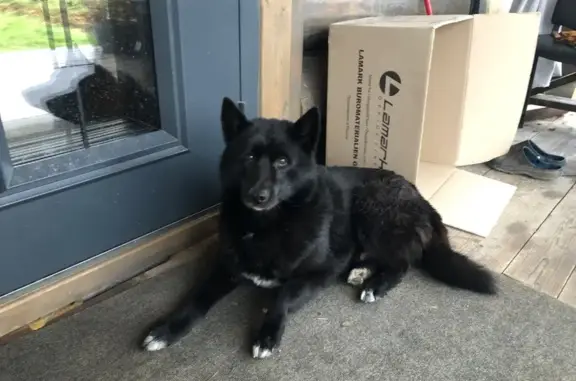 Найдена собака, Ельник, фото: Собака найдена, дер. Ельник, Вологда