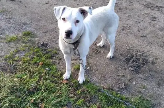 Найдена собака, , фото: Собака найдена: Калининградская ул., Медовое