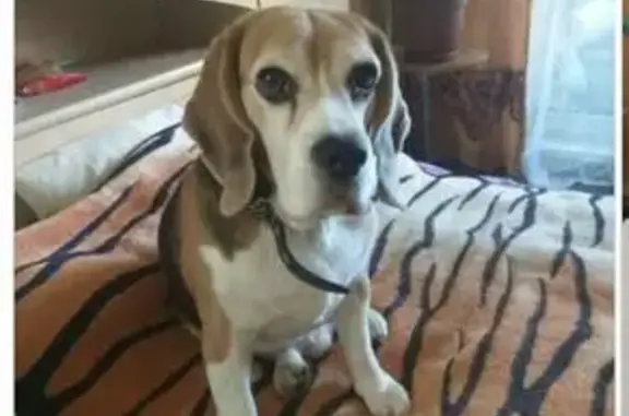 Пропала собака, ул. Попова, 52, Смоленск