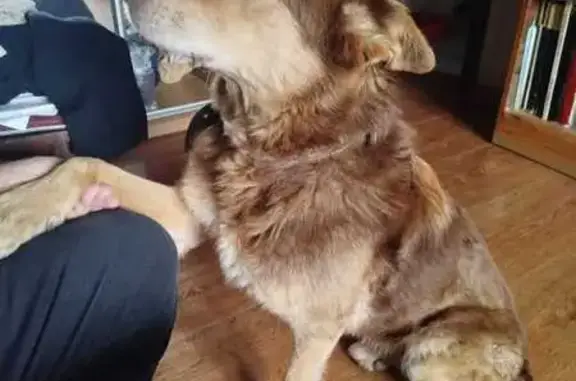 Найдена собака, Тула, ул. Ползунова, 17