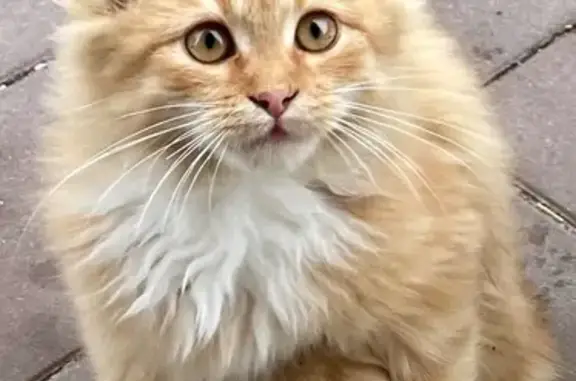 Пропал котёнок, Стрелецкая 20, Орёл