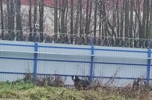 Найдена собака, Ижевск, фото: Собака найдена: Союзная 103, Ижевск