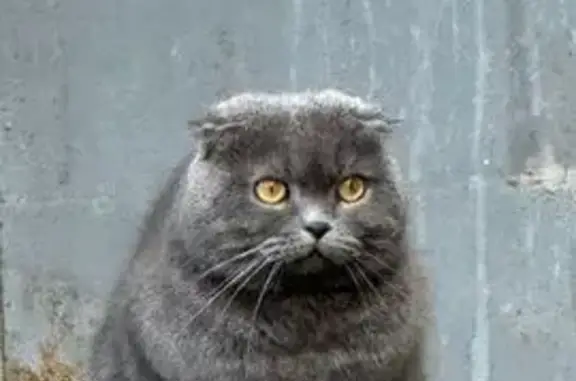 Найдена кошка, Ижевск, фото: Кошка найдена у Заречного шоссе, 41