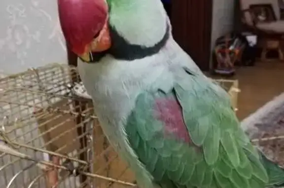 Пропала птица, Марьино, Москва