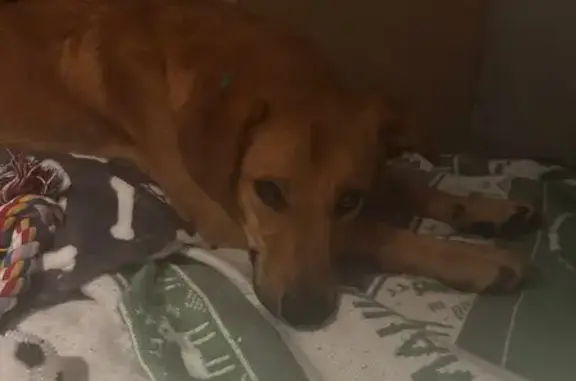 Пропала собака: Москва, 1-й Красногвардейский