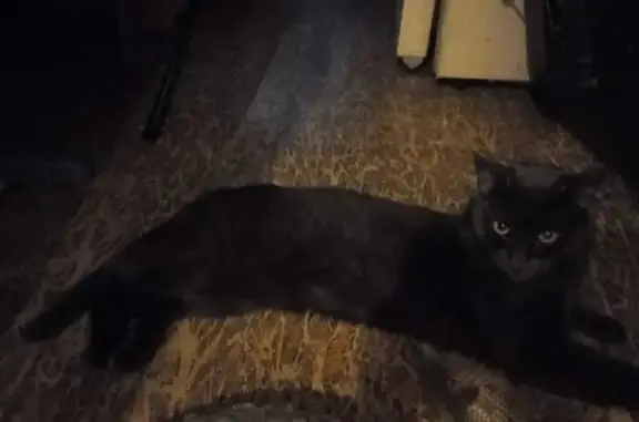 Пропала кошка, Советская 22, Видное