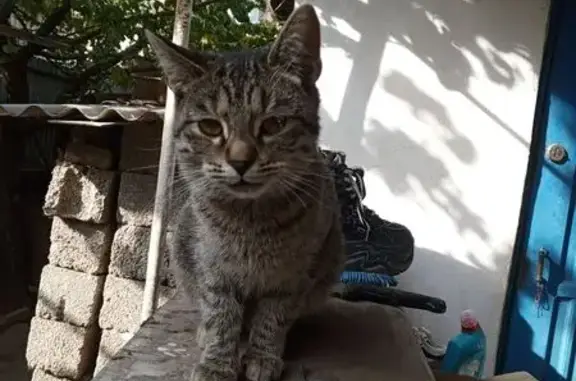 Найдена кошка, Астрахань, фото: Кошка найдена, Медногорская ул., Астрахань