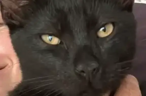 Пропала кошка, Ольгинское шоссе, 60 к3 с1