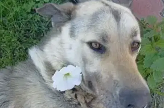 Пропала собака, Казань, Татарстан