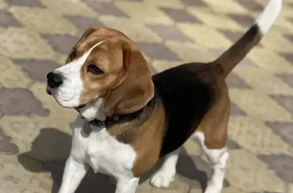 Пропала собака, ул. Александра Невского, 24