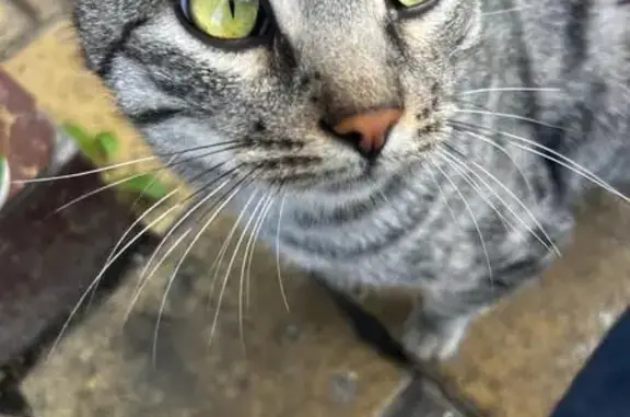 Кошка найдена: Черняховского, 2, Ставрополь
