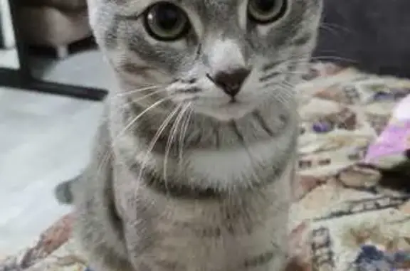 Кошки потеряшки, Белебей, фото: Потеряшка кошка, Объездная ул., Белебей