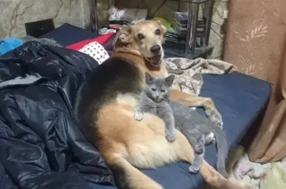 Пропала кошка в Пяше, Пензенская область