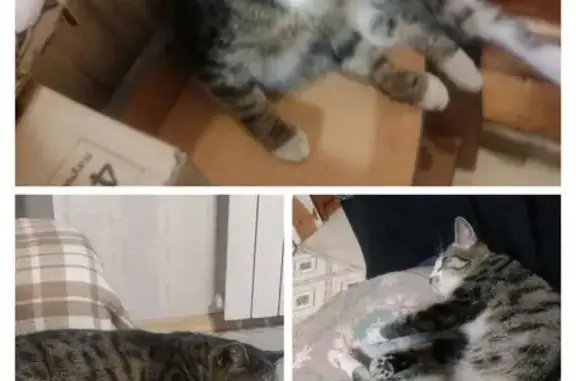 Найдена кошка на ул. Выборгская, Хабаровск