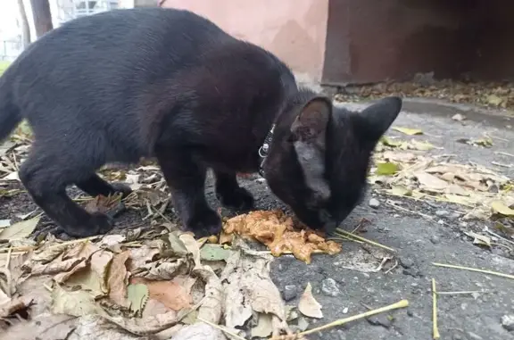Найдена кошка, Саратов, фото: Кошка найдена: Рахова/Б.Казачья, Саратов