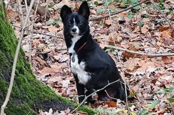 Пропала собака, 16-я Парковая ул., 36А