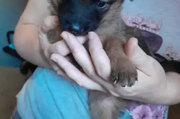 Найденные животные Верхняя Салда, фото: Собака с щенками найдена на Спортивной 1/2