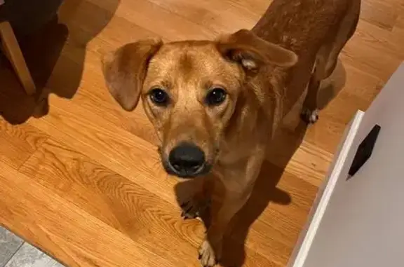 Собаки потеряшки, Москва, фото: Потеряшка собака, 1-й Красногвардейский, Москва