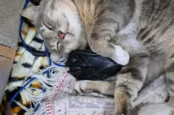 Пропала кошка, ул. Фрунзе, 19, Ленинск.