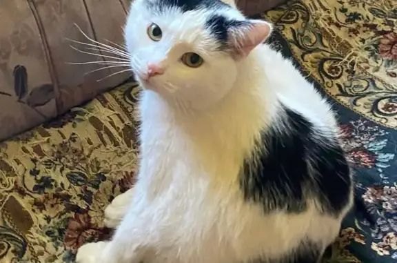 Потерянные животные Салехард, фото: Пропала кошка, Игарская 56, Салехард