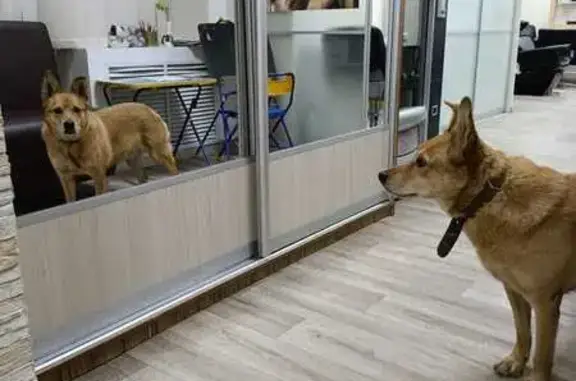 Найдена собака, ул. Мечникова, 60, Челябинск