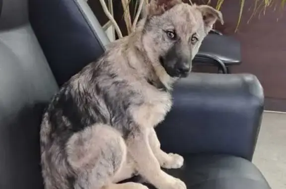 Собака найдена: Иркутский тракт, 77, Томск