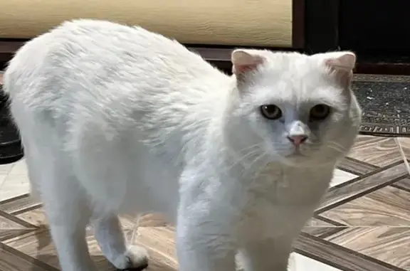 Пропала белая кошка, Южная 43В, Гостагаевская