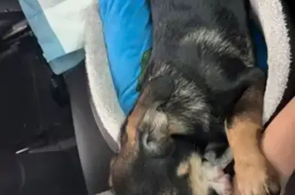 Пропала собака, Московская ул. 80, Краснодар