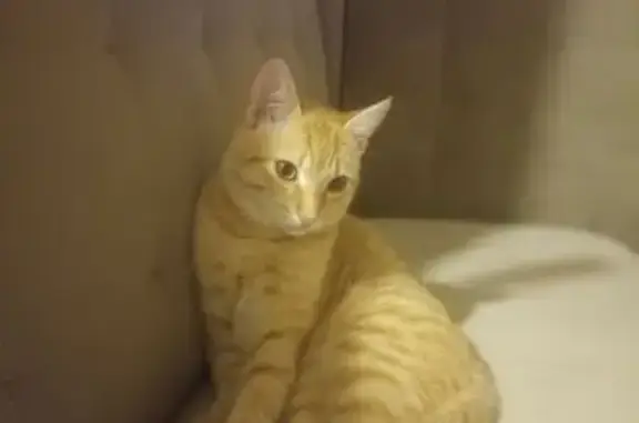 Пропала кошка, Вересковая, 7, Разумное