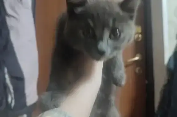 Найдена кошка, Засопка, фото: Котёнок найден на Весенней улице, Засопка