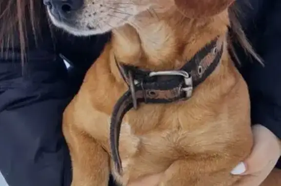 Пропала собака, ул. Шопина, Белореченск