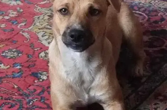 Собаки потеряшки, , фото: Потеряшка собака в Куйбышеве, Новосиб. обл.