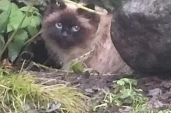 Найденные животные Мурманск, фото: Кошка найдена: ул. Хлобыстова, 14 к1