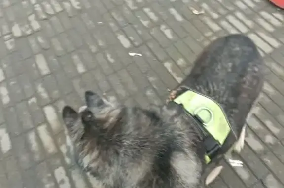 Найдена собака, Челябинск, фото: Найден хаски, ул. Новороссийская 84, Челябинск