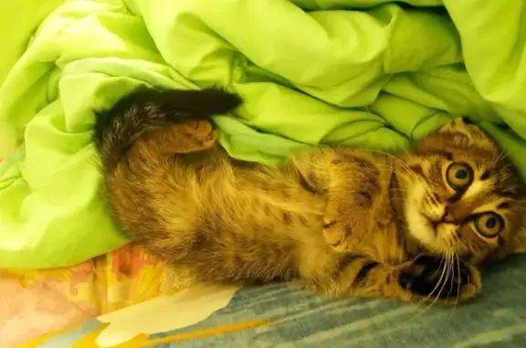 Пропала кошка, Омск, ул. Володарского, 48А