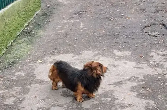Найдена собака, , фото: Найдена рыже-чёрная такса, ул. Попова, 2