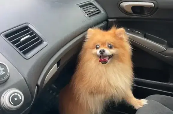 Найдена собака у метро Пятницкое шоссе