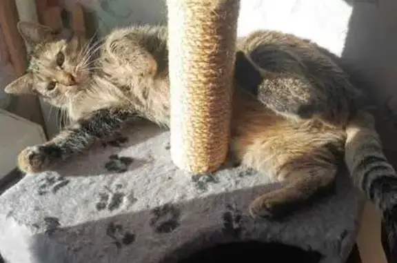 Кошки потеряшки, Санкт-Петербург, фото: Потеряшка кошка, ул. Козлова, СПб