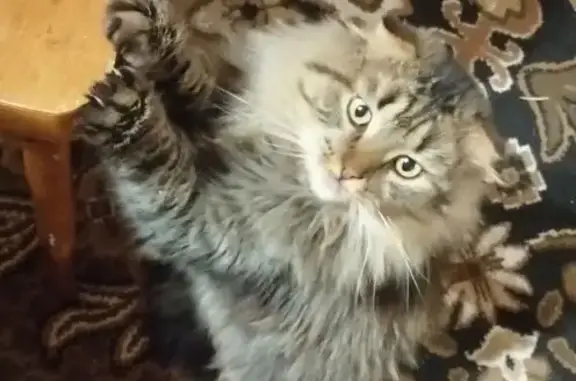 Пропала кошка, МО, хондродисплазия.