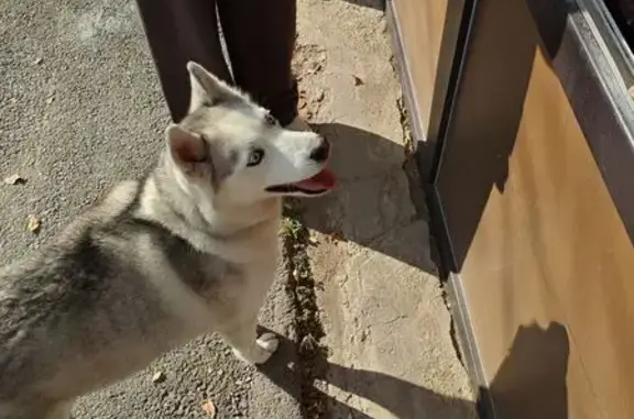 Собака найдена на Серова 206, Ставрополь