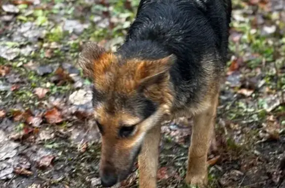 Найдена собака, Уфа, фото: Найдена собака на ул. Халтурина, 51, Уфа