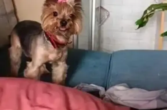 Собаки потеряшки, Москва, фото: Потеряшка собака, Рождественская 21к6