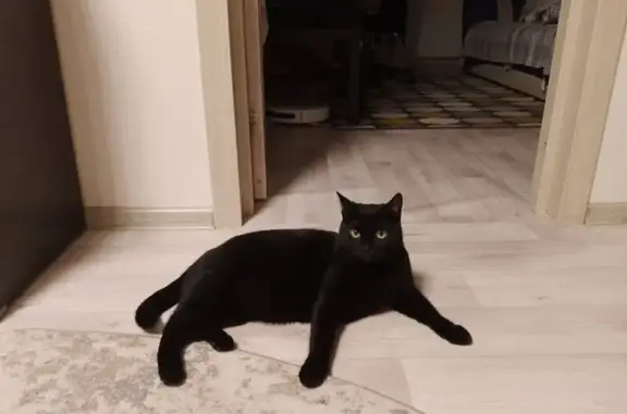 Пропал кот, Шатки, Нижегородская область