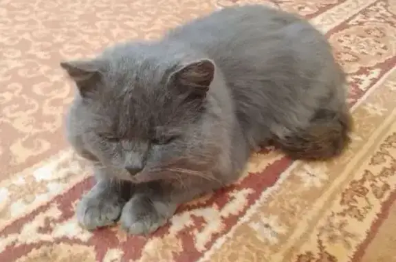 Кошка найдена в Костино, Кировская обл. - photo