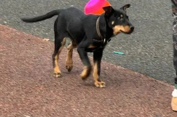 Найдена собака, , фото: Щенок найден: Филатовское ш., Коммунарка