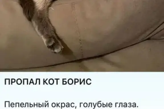 Пропала сиамская кошка, Попова 6, Смоленск